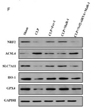 HO-1 Antibody - Figure 3.