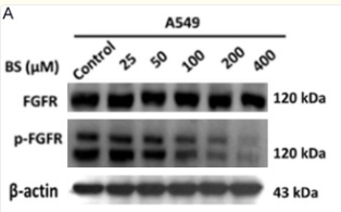 FGFR1 Antibody - Figure 4.