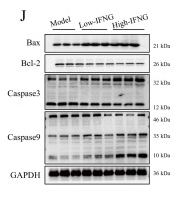 Bax Antibody - Fig.