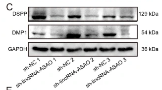 DMP1 Antibody - Fig.