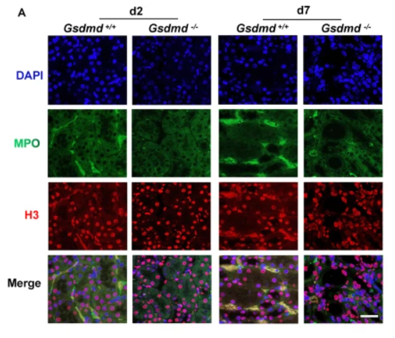 Histone H3 Antibody - Fig.