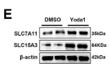 xCT Antibody - Figure 5 Piezo1 induced defective efferocytosis in MoMs via SLC7A11 upregulation.