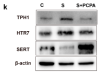 5HT7 Receptor Antibody - Figure 1.