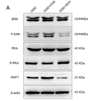 Phospho-PKA alpha/beta/gamma CAT (Thr198) Antibody - Fig.