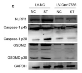 GSDMD Antibody - Fig.