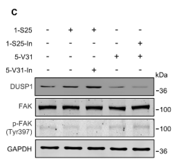 DUSP1/MKP1 Antibody - FIGURE 5 The synergistic effect of the two tsRNAs on FAK in the regulation of cell migration.