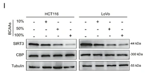 SIRT3 Antibody - Fig.