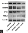 SLC3A2 Antibody - Figure 2 D-GaIN/LPS induces ferroptosis in LO2 cells.