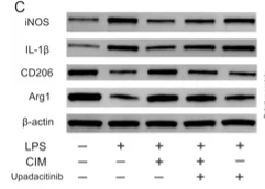 MRC1/CD206 Antibody - Figure 9.