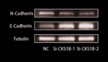 N Cadherin Antibody - Fig.