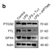 Cox2 Antibody - Fig.
