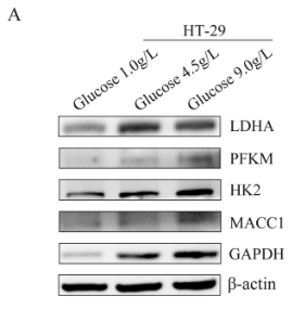 LDHA Antibody - Figure 2.