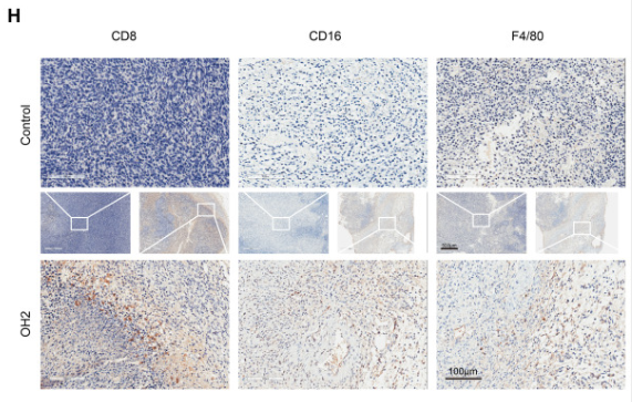 CD16 Antibody - Figure 7.