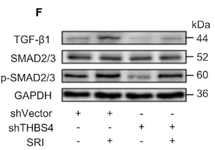 Smad2/3 Antibody - Figure 3.