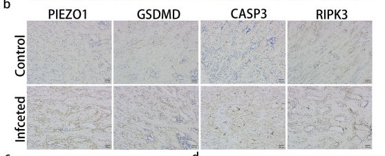 GSDMD Antibody - Fig.