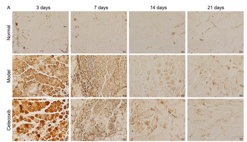 alpha-SMA Antibody - Fig.