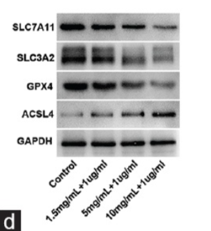 GPX4 Antibody - Figure 2 D-GaIN/LPS induces ferroptosis in LO2 cells.