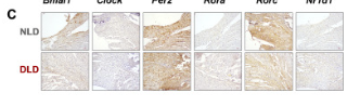 PER2 Antibody - Fig.