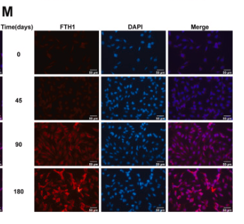 FTH1 Antibody - Fig.