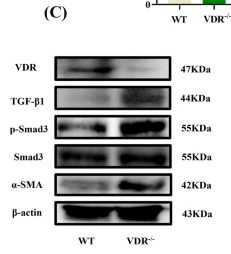 Phospho-JAK3 (Tyr904) Antibody - Fig.