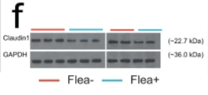 Claudin 1 Antibody - Fig.
