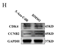 CDK4 Antibody - Figure 3.