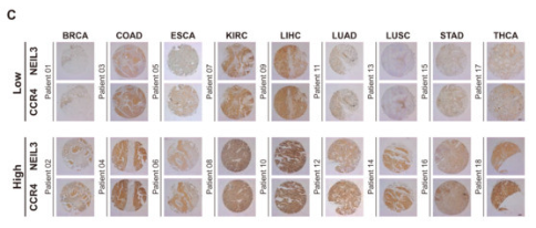 CCR4 Antibody - Figure 7.