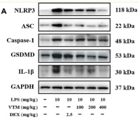 GSDMD Antibody - Fig.