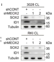 SOX2 Antibody - Fig.