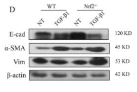 alpha-SMA Antibody - Fig.