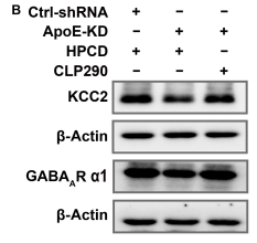 Phospho-PINK1 (Ser228) Antibody - Fig.