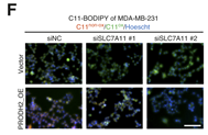 xCT Antibody - Figure 4.