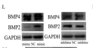 BMP2 Antibody - Fig.