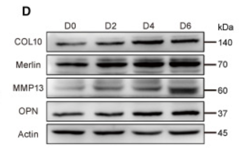 Collagen XIII  alpha 1 Antibody - Figure 1 Merlin is expressed during limb development, and its deficiency causes limb dysplasia (A and B) In situ hybridization (ISH) showing Nf2/Merlin expression in limb buds at embryonic day 10.