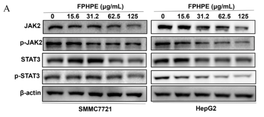 Phospho-JAK2 (Tyr931) Antibody - FIGURE 5 FPHPE inhibited HCC growth by suppressing the JAK2/STAT3 pathway.