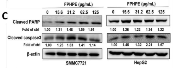 Cleaved-PARP (Asp214) Antibody - FIGURE 4 FPHPE induced mitochondria-mediated apoptosis in HCC cells.