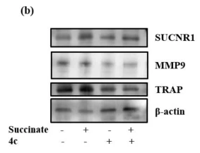GPR91 Antibody - Fig.