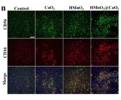 CD16 Antibody - Fig.