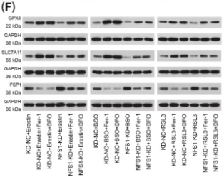 GPX4 Antibody - Fig.