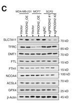 GPX4 Antibody - Figure 4.