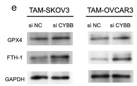 GPX4 Antibody - Fig.
