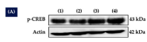 Phospho-CREB (Ser133) Antibody - Figure 6.