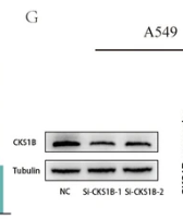 CKS1 Antibody - Fig.