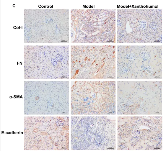 Collagen I Antibody - FIGURE 2 Effects of xanthohumol on pathological changes and renal interstitial fibrosis in the kidneys of DN mice.