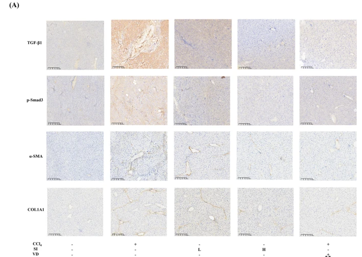 Phospho-Smad3 (Ser423+Ser425) Antibody - Fig.