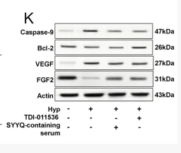 Bcl-2 Antibody - FIGURE 7 SYYQ may promote the generation of angiogenic factors and inhibit apoptosis in Hyp MCMECs by inhibiting the Hippo pathway.