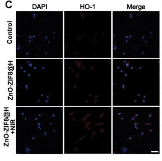 HO-1 Mouse Monoclonal Antibody - Figure 6.