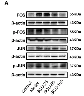 c-Jun Antibody - Fig.