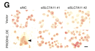 xCT Antibody - Figure 4.