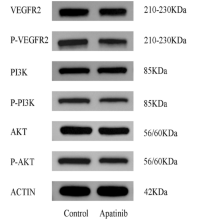 VEGFR2 Antibody - Fig.